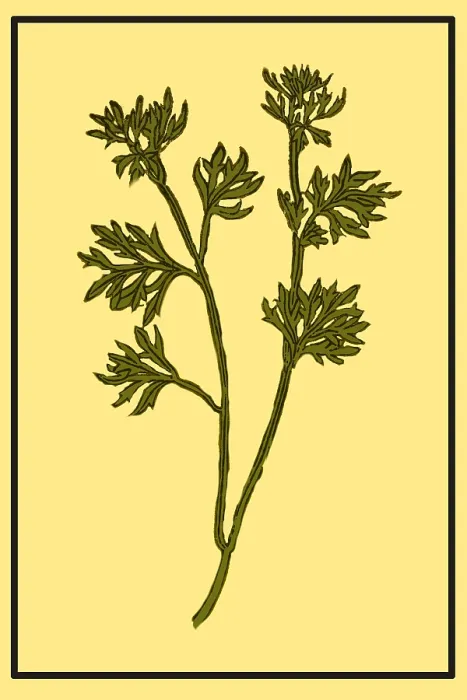 Framed Print : Wormwood, Alchemy Plant