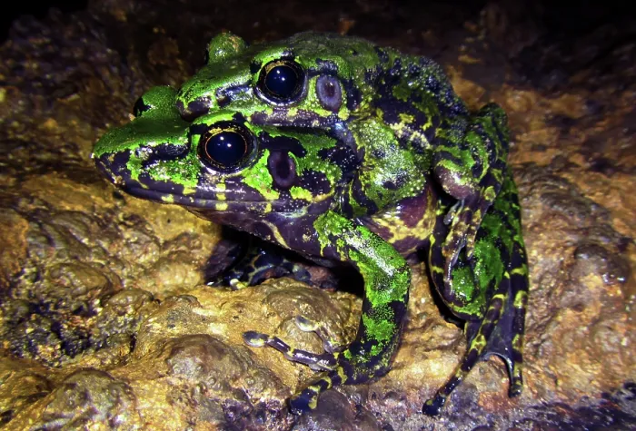 Framed Print : Wuchuan Odorous Frog (Odorrana wuchuanensis) Framed Print : Wuchuan Odorous Frog (Odorrana wuchuanensis)