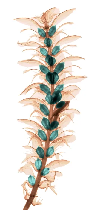 Framed Print : X-ray of an Acanthus Flower Framed Print : X-ray of an Acanthus Flower