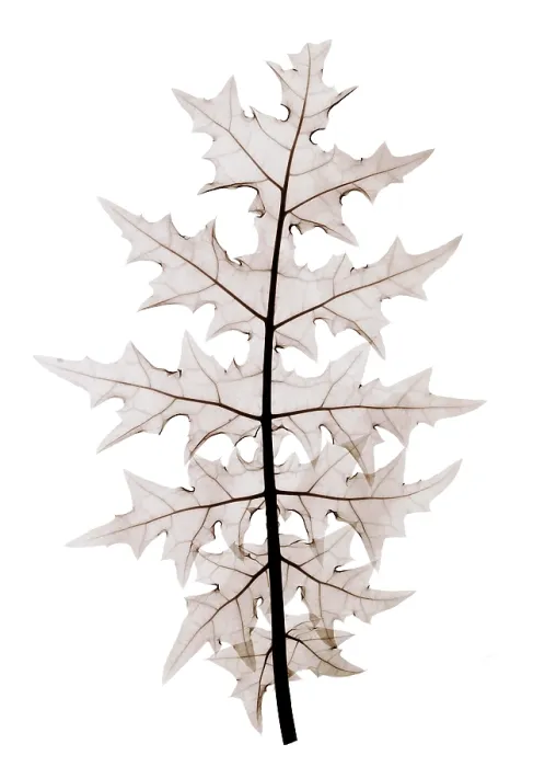 Framed Print : An X-ray of an Acanthus leaf Framed Print : An X-ray of an Acanthus leaf
