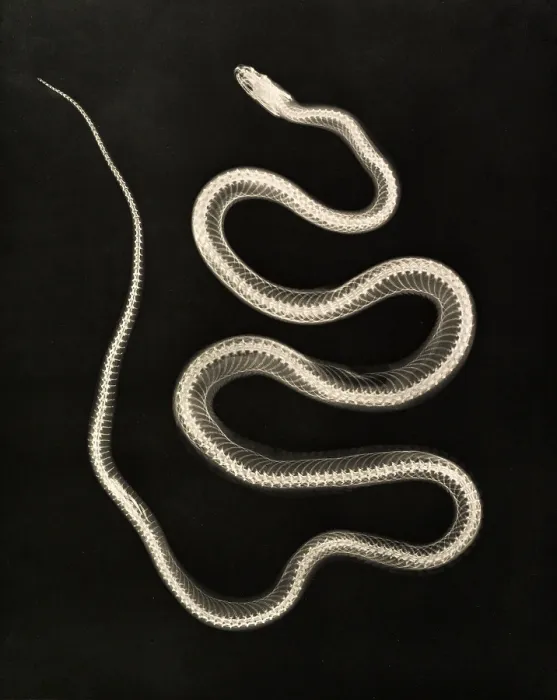Framed Print : X-ray of Aesculapian Snake, 1896 Framed Print : X-ray of Aesculapian Snake, 1896