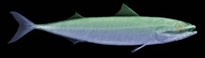 Framed Print : X-ray of an Atlantic Mackerel