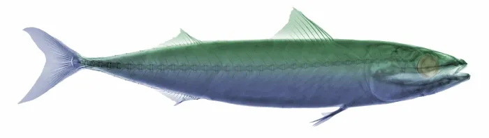 Framed Print : X-ray of an Atlantic Mackerel