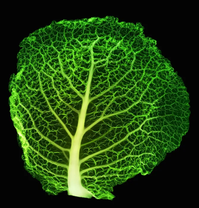 Framed Print : X-ray of Cabbage Leaf Framed Print : X-ray of Cabbage Leaf