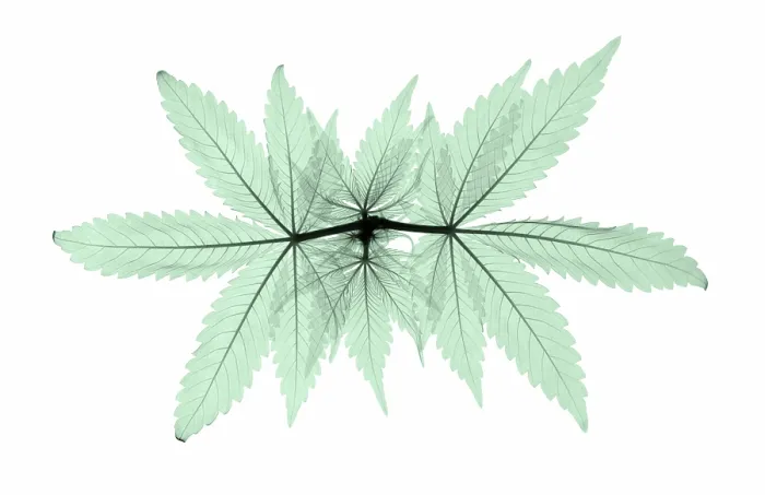 Framed Print : X-Ray of a Cannabis Plant Framed Print : X-Ray of a Cannabis Plant