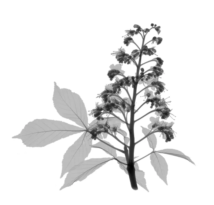 Framed Print : An X-ray of a Chestnut tree flower and leaf Framed Print : An X-ray of a Chestnut tree flower and leaf