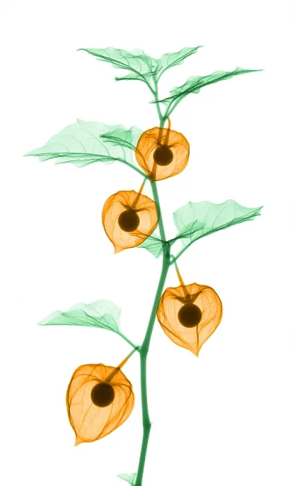 Framed Print : X-Ray of Chinese Lantern Plant Framed Print : X-Ray of Chinese Lantern Plant