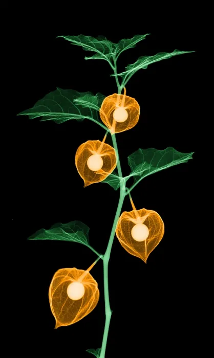 Framed Print : X-Ray of Chinese Lantern Plant Framed Print : X-Ray of Chinese Lantern Plant