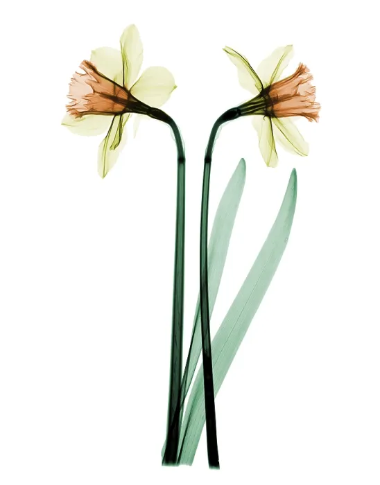 Framed Print : X-ray of Daffodil Flower Framed Print : X-ray of Daffodil Flower