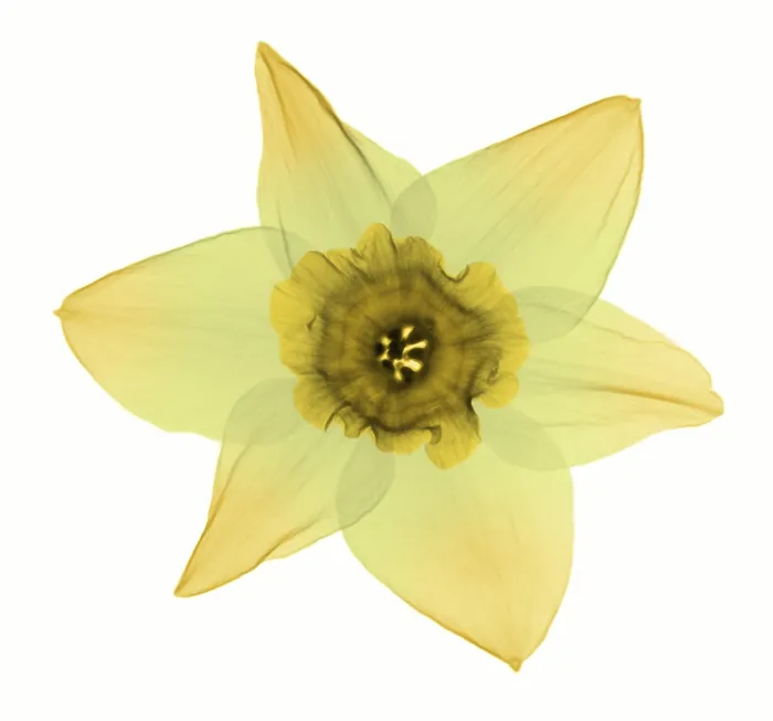 Framed Print : X-ray of Daffodil Flower