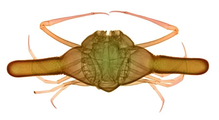 Framed Print : X-ray of Deep Water Crab Framed Print : X-ray of Deep Water Crab