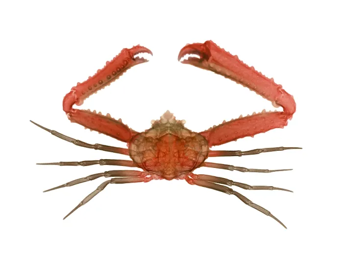 Framed Print : X-ray of Deep Water Crab Framed Print : X-ray of Deep Water Crab