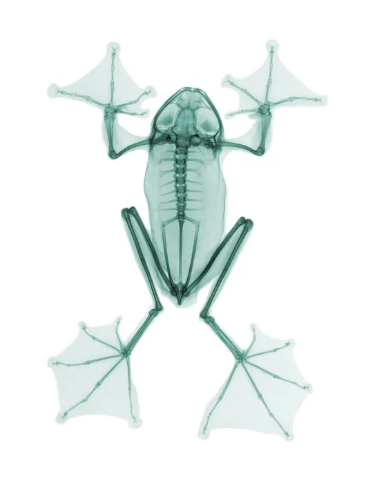 Framed Print : An X-Ray of a Flying Frog Framed Print : An X-Ray of a Flying Frog