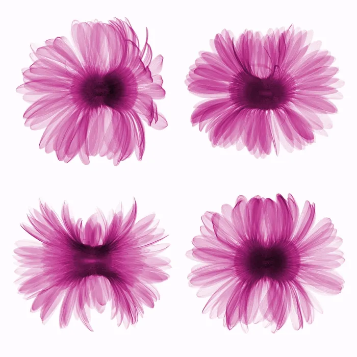 Framed Print : X-ray Gerber Daisies Framed Print : X-ray Gerber Daisies