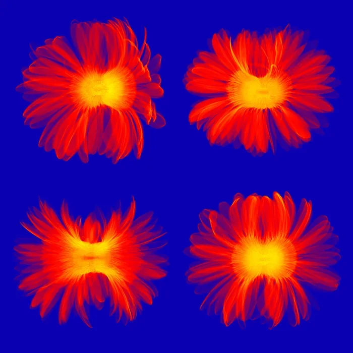 Framed Print : X-ray Gerber Daisies Framed Print : X-ray Gerber Daisies