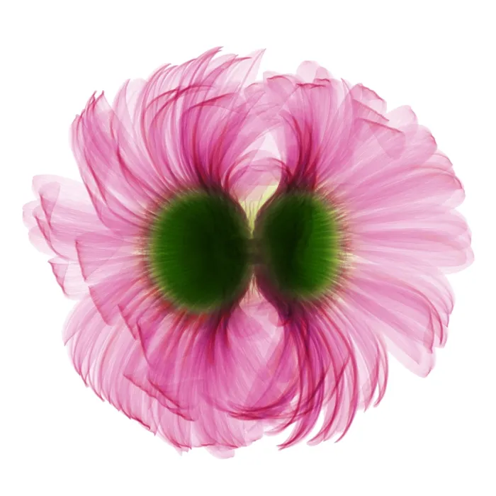 Framed Print : X-ray Gerber Daisy Framed Print : X-ray Gerber Daisy
