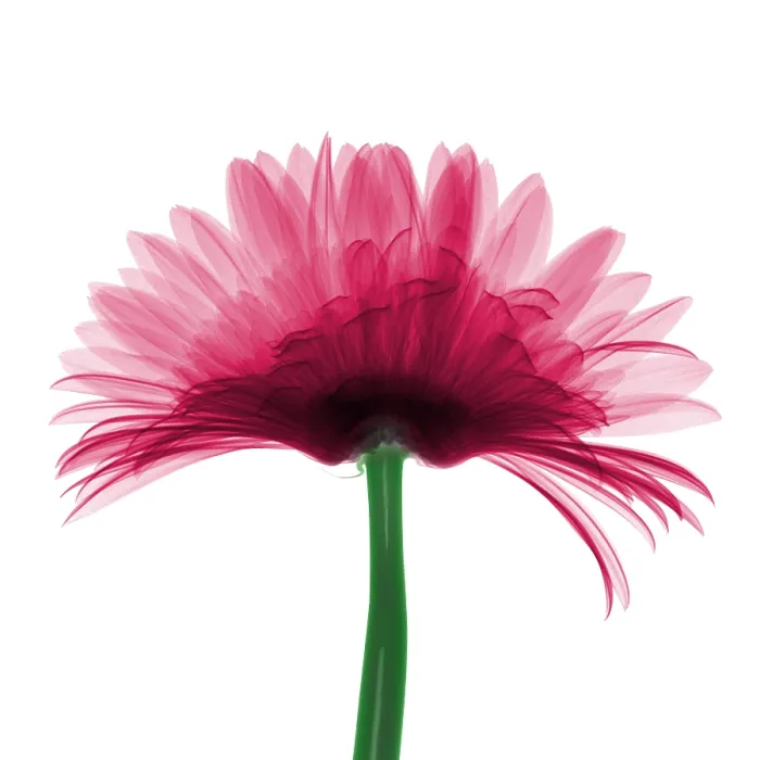Framed Print : X-ray Gerber Daisy Framed Print : X-ray Gerber Daisy