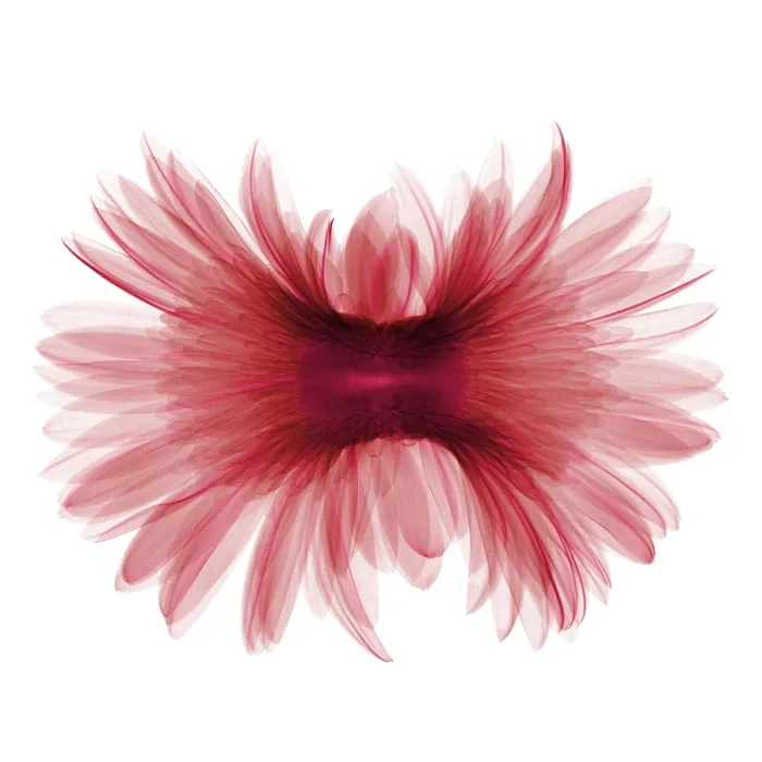 Framed Print : X-ray Gerber Daisy Framed Print : X-ray Gerber Daisy