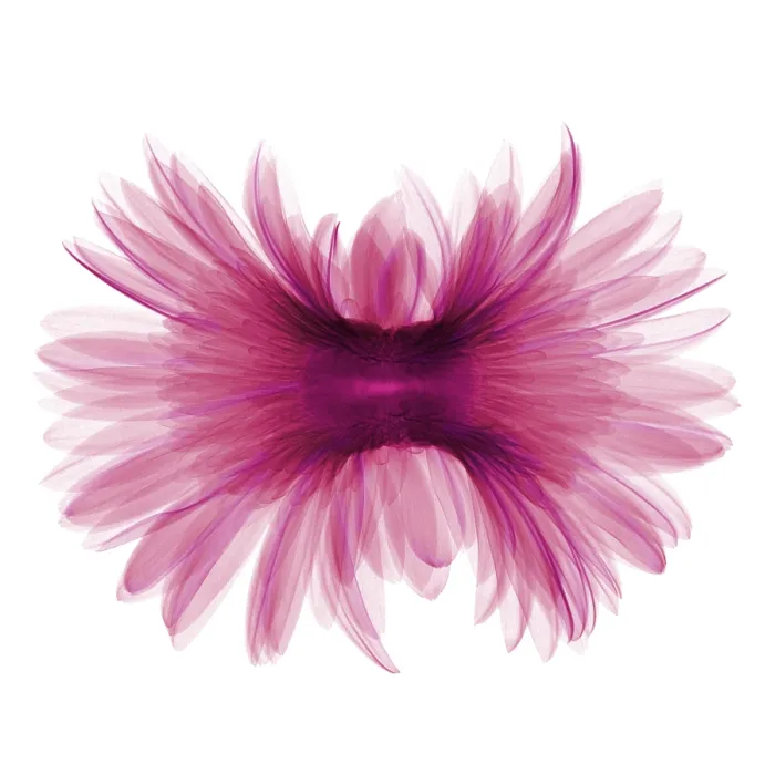 Framed Print : X-ray Gerber Daisy Framed Print : X-ray Gerber Daisy