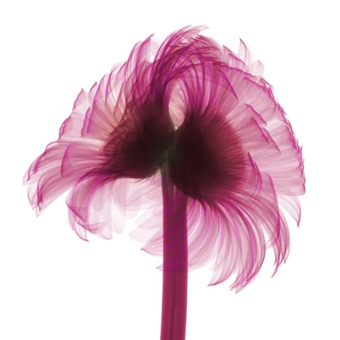 Framed Print : X-ray Gerber Daisy Framed Print : X-ray Gerber Daisy