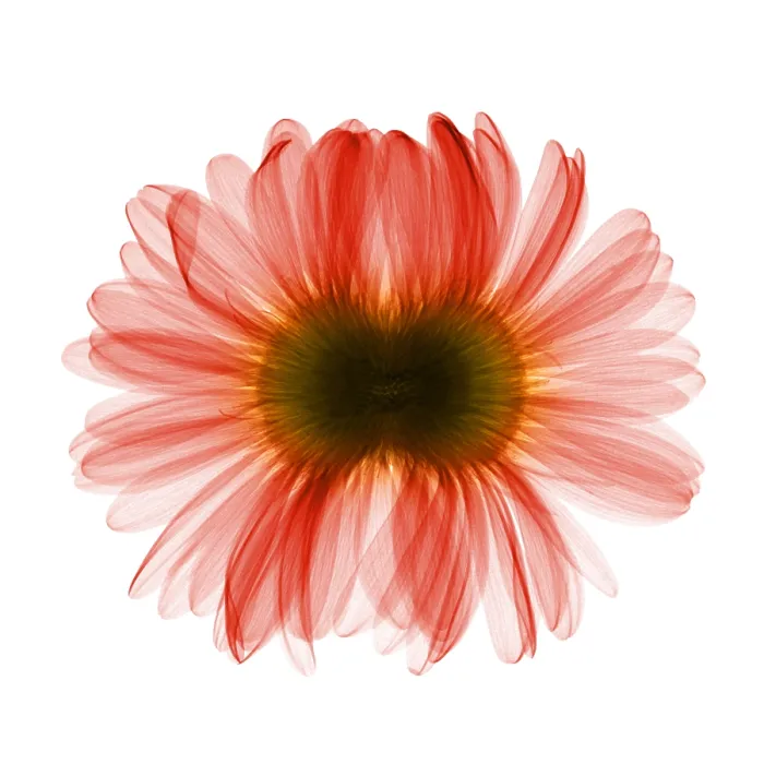 Framed Print : X-ray Gerber Daisy Framed Print : X-ray Gerber Daisy