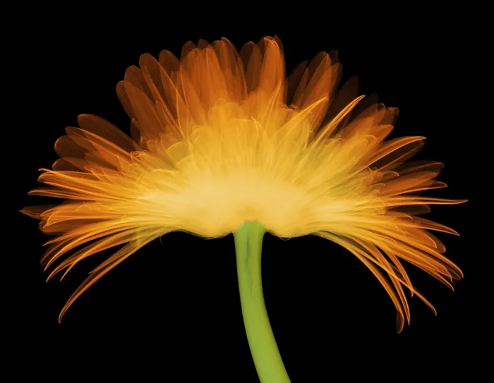 Framed Print : X-ray Gerber Daisy Framed Print : X-ray Gerber Daisy