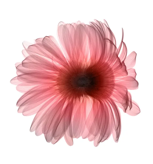 Framed Print : X-ray Gerber Daisy Framed Print : X-ray Gerber Daisy