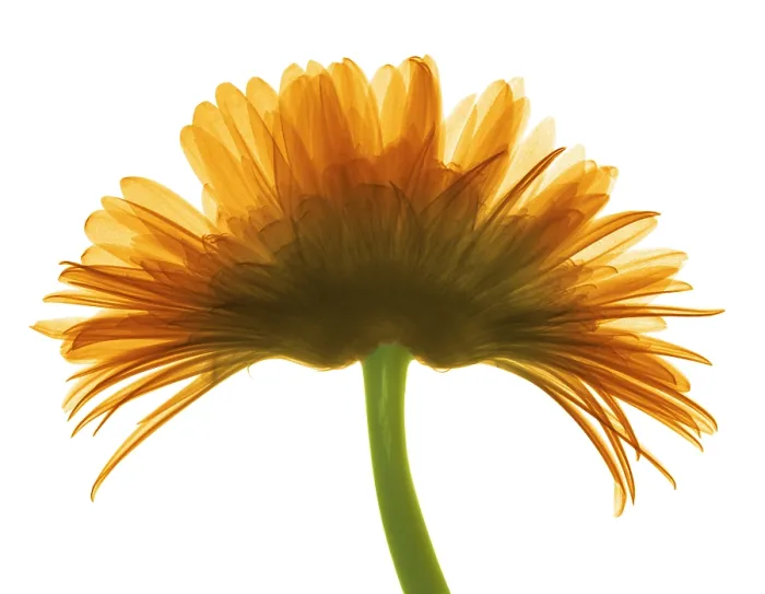 Framed Print : X-ray Gerber Daisy Framed Print : X-ray Gerber Daisy