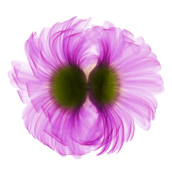Framed Print : X-ray Gerber Daisy Framed Print : X-ray Gerber Daisy