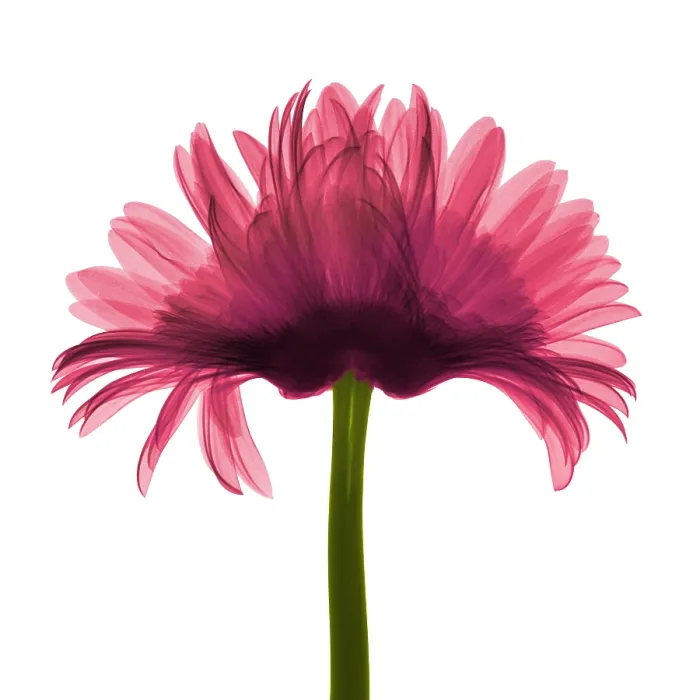 Framed Print : X-ray Gerber Daisy Framed Print : X-ray Gerber Daisy