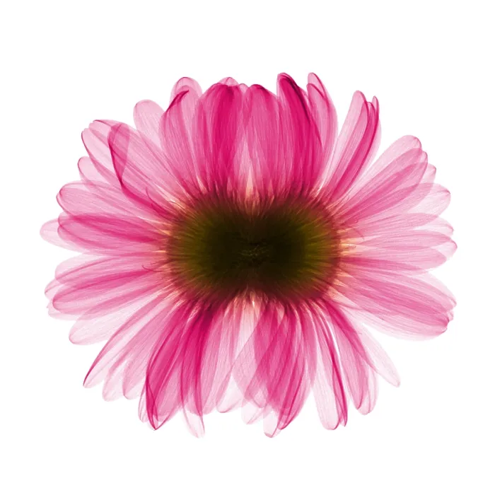 Framed Print : X-ray Gerber Daisy Framed Print : X-ray Gerber Daisy