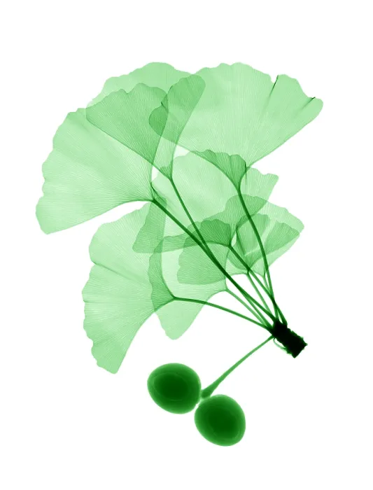 Framed Print : An x-ray of ginko leaves Framed Print : An x-ray of ginko leaves