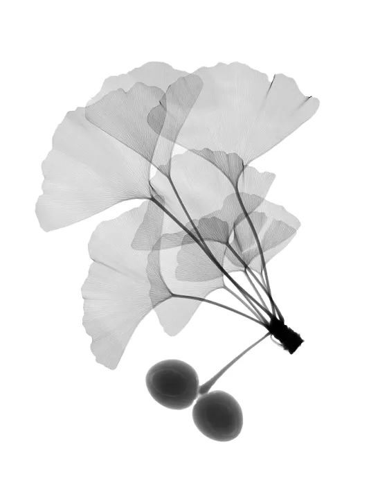 Framed Print : An x-ray of ginko leaves Framed Print : An x-ray of ginko leaves