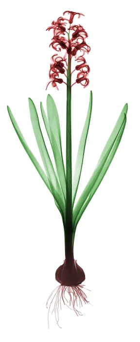 Framed Print : X-Ray of Hyacinth Framed Print : X-Ray of Hyacinth