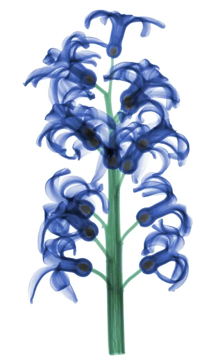 Framed Print : X-Ray of Hyacinth