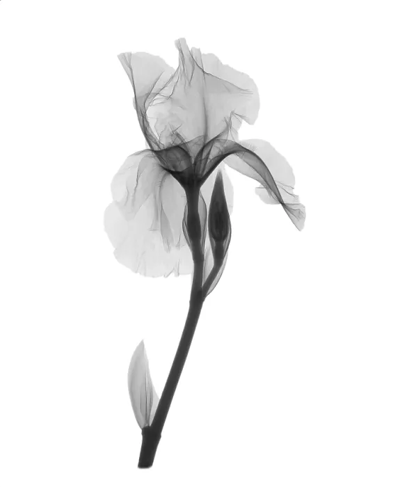 Framed Print : An X-ray of an iris flower