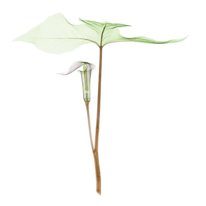 Framed Print : X-ray of Jack-in-the-pulpit Framed Print : X-ray of Jack-in-the-pulpit