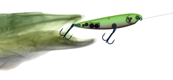Framed Print : X-ray of Muskie & Lure Framed Print : X-ray of Muskie & Lure