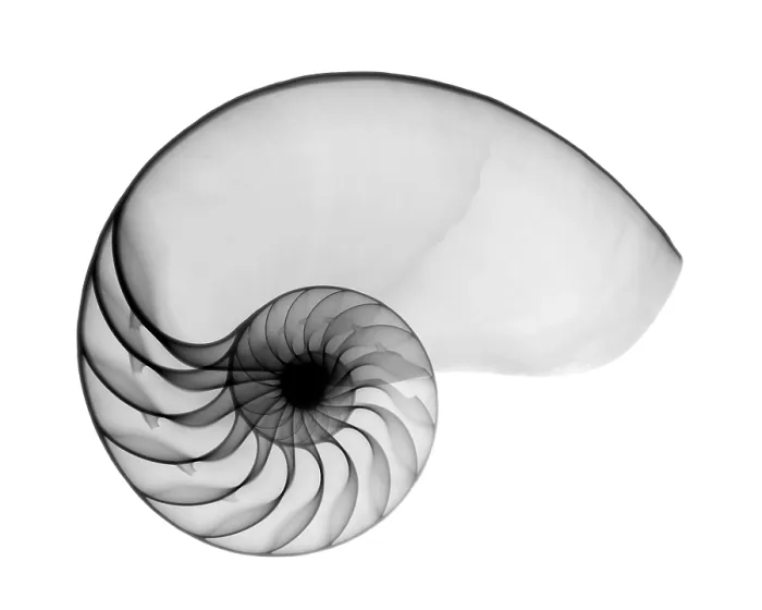 Framed Print : X-ray of nautilus