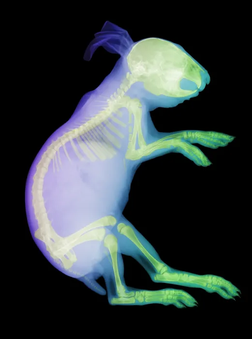 Framed Print : X-ray of a Rabbit Framed Print : X-ray of a Rabbit
