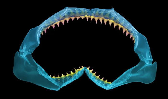 Framed Print : X-Ray of Shark Jaws Framed Print : X-Ray of Shark Jaws