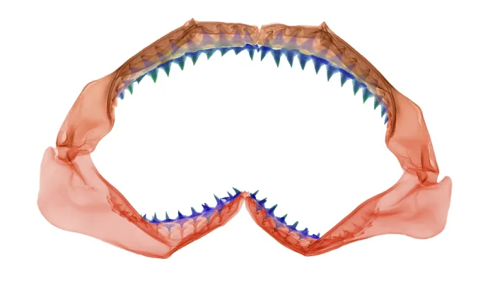 Framed Print : X-Ray of Shark Jaws Framed Print : X-Ray of Shark Jaws