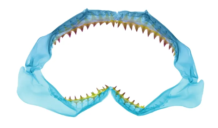 Framed Print : X-Ray of Shark Jaws Framed Print : X-Ray of Shark Jaws