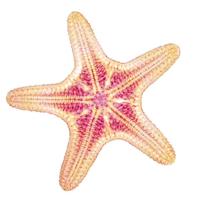 Framed Print : X-ray of Starfish Framed Print : X-ray of Starfish