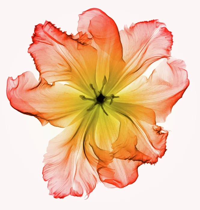 Framed Print : X-Ray of a Tulip Flower