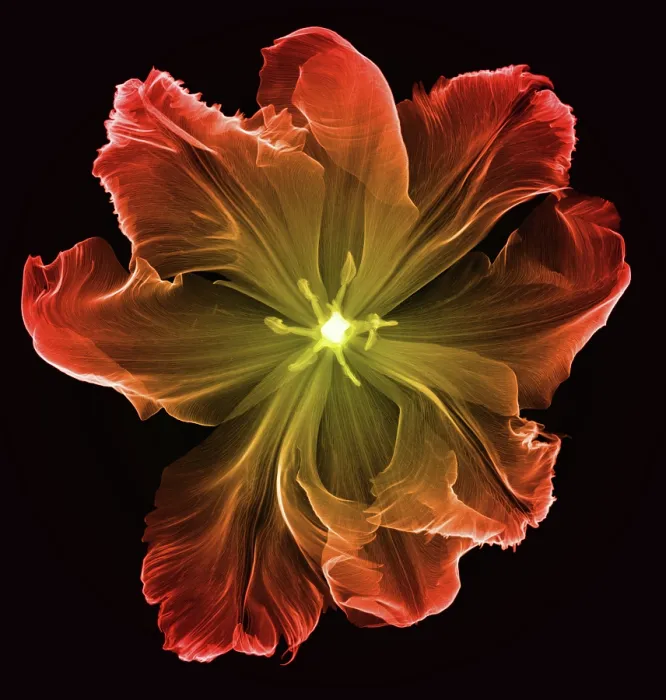 Framed Print : X-Ray of a Tulip Flower Framed Print : X-Ray of a Tulip Flower
