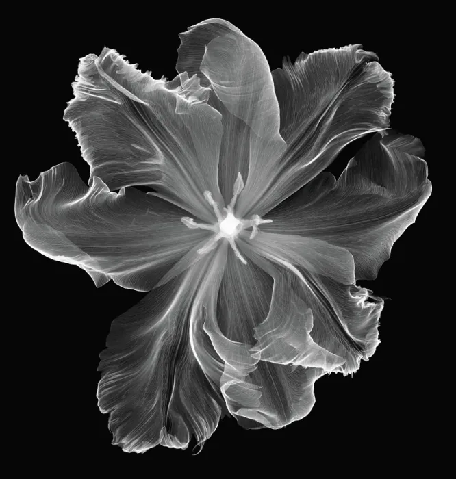 Framed Print : X-Ray of a Tulip Flower Framed Print : X-Ray of a Tulip Flower