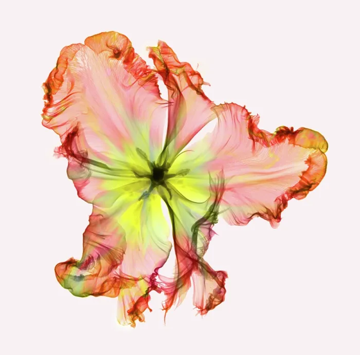 Framed Print : X-Ray of a Tulip Flower Framed Print : X-Ray of a Tulip Flower
