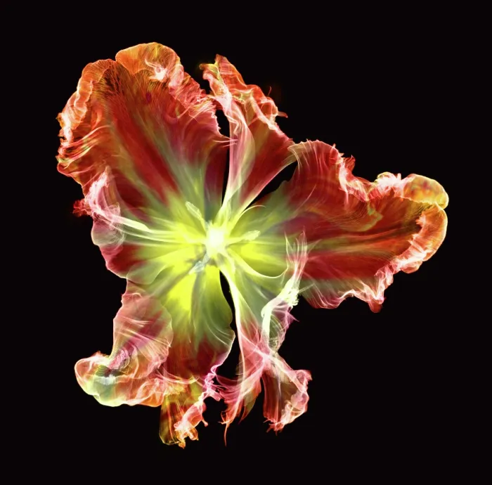 Framed Print : X-Ray of a Tulip Flower Framed Print : X-Ray of a Tulip Flower