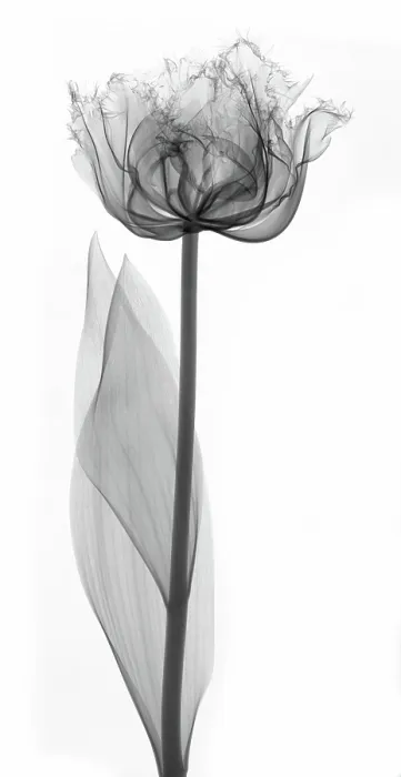 Framed Print : X-Ray of a Tulip Flower Framed Print : X-Ray of a Tulip Flower
